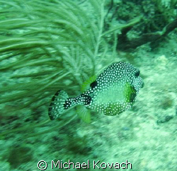 Smooth Trunkfish on the Inside Reef at Lauderdale by the Sea by Michael Kovach 